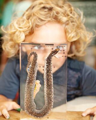 A curious child peers closely at a preserved snake specimen displayed in clear casing, captivated by its intricate details.