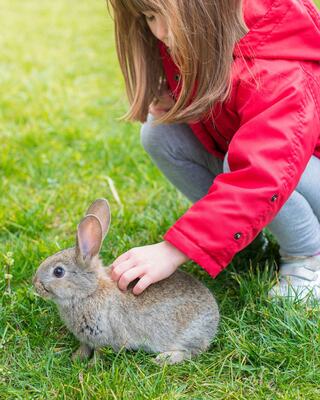 A child in a red jacket crouches down, gently petting a gray rabbit on the green grass, enjoying a moment of affection with the animal.