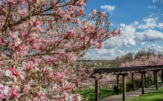 A vibrant scene of pink magnolia blossoms under a blue sky with fluffy clouds, complemented by a wooden pergola in a lush green landscape at Oglebay Park Resort.
