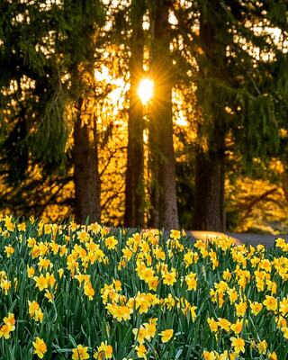 sun peeking through trees with daffodils in the foreground