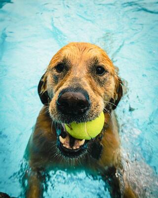 A happy dog swims in a pool, holding a bright yellow tennis ball in its mouth, enjoying a playful moment in the water.