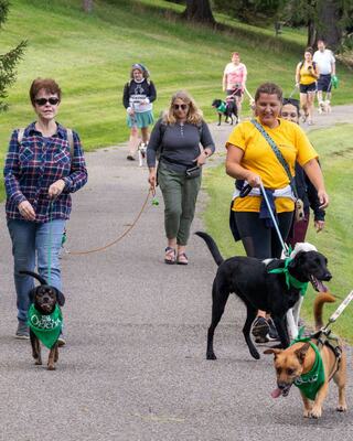 A group of people walks their dogs along a park path, showcasing a variety of breeds, all wearing green accessories.