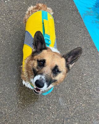 A cheerful corgi wearing a bright yellow life jacket stands on the ground near a swimming pool, ready for a fun day in the water.