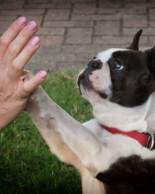 A small dog with a black and white coat reaches up with its paw, looking intently at a human hand palm up, in a playful and affectionate moment.