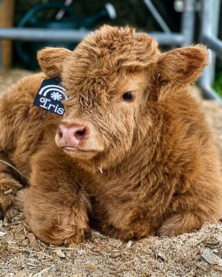 A fluffy brown calf with curly fur and a tag on its ear rests comfortably in a bed of straw, exuding cuteness and charm.