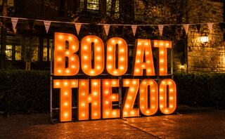 Bright, illuminated letters read "BOO AT THE ZOO" with festive bunting, capturing a playful, Halloween-themed atmosphere at Oglebay Good Zoo.