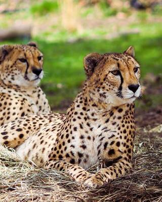 Two cheetahs rest on the ground, their distinctive spotted fur blending with the natural surroundings. Shaded by greenery, they appear relaxed.