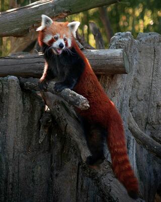 A red panda curiously climbs on a log, displaying its vibrant red fur and playful expression in a natural environment.