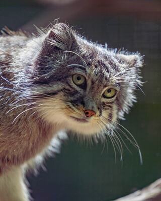 A close-up of a fluffy, gray Pallas's Cat with striking green eyes, featuring prominent whiskers and an inquisitive expression.