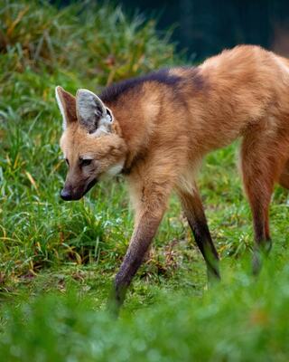 A fox-like creature with a slender body, large ears, and a mix of orange and brown fur, gracefully walks through lush green grass.