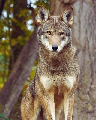 A majestic red wolf stands tall amidst a forest backdrop, showcasing its sharp features and keen gaze. The setting is vibrant with autumn hues.