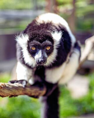 A black-and-white ruffed lemur perched on a branch, gazing intently with striking amber eyes amid a lush, green background.