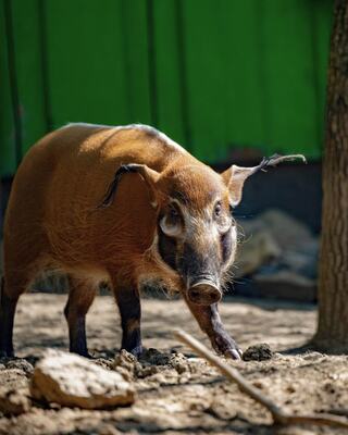 A red river hog with a rich brown coat walks across a sandy area, showcasing its distinctive features against a vibrant green background.