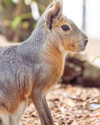 A small, gray Patagonian cavy with a furry body and distinctive ears stands alert among fallen leaves, showcasing a curious expression.