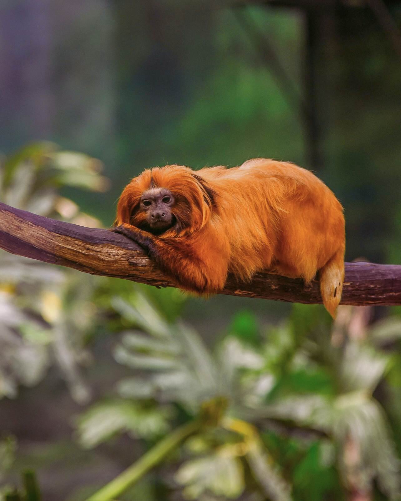Oglebay Good Zoo