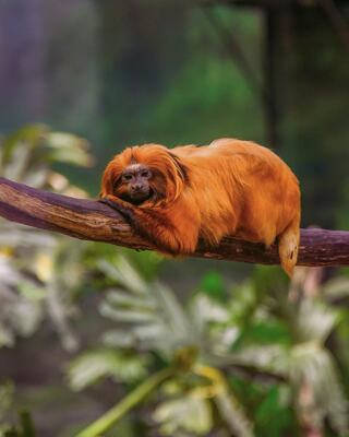 A fluffy orange monkey relaxes on a branch, surrounded by lush greenery, exuding a calm and peaceful vibe.