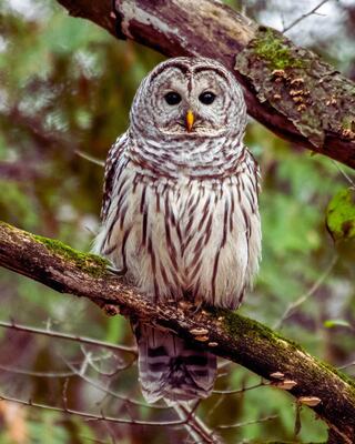 A majestic barred owl perches on a branch, showcasing its unique striped feathers and large, expressive eyes amidst a lush green backdrop.