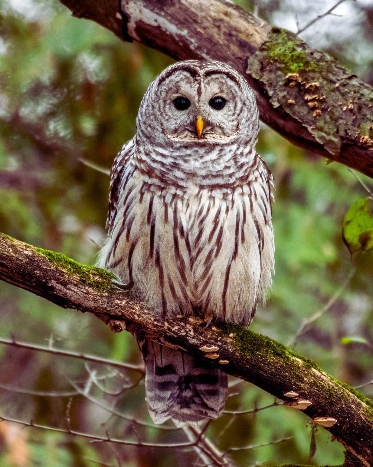 Barred Owl - Animals & Experiences - Oglebay Zoo, WV