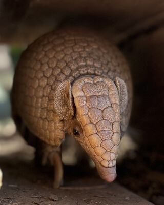 A close-up view of a unique animal with a distinct, armored body covered in textured scales, peering out from a shaded area.