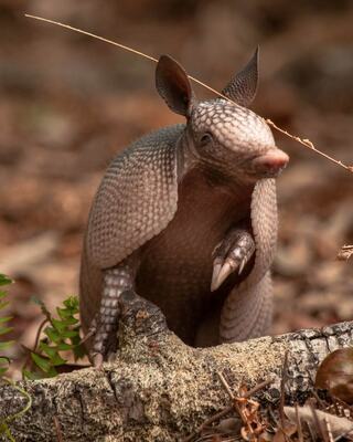 A curious, Southern three-banded armadillo stands on hind legs near a log, surrounded by leaf litter and ferns, showcasing its unique textured armor.
