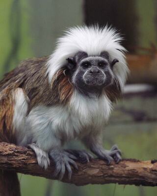 A small monkey with striking white fur on its head and a mix of brown and gray fur sits on a branch, appearing curious and alert.
