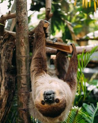A sloth hangs upside down from a branch amidst lush green foliage, showcasing its unique features and calm demeanor in a vibrant tropical setting.