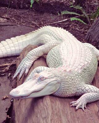 A large, pale alligator rests on a rock, showcasing its unique white and light green skin against a natural backdrop.