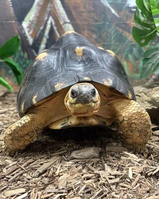 A tortoise with a distinct shell pattern and expressive eyes sits on a bed of mulch, surrounded by greenery and a naturalistic background.