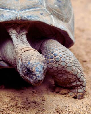 A close-up of a radiated tortoise features its textured shell and limbs, showcasing its unique patterns and earthy tones against a sandy background.