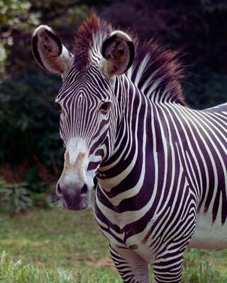 A close-up of a zebra showcases its striking black and white stripes, with a textured mane and expressive ears, set against a blurred background.