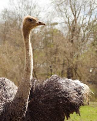 A tall ostrich stands prominently, showcasing its long neck and feathery body against a backdrop of bare trees and greenery.