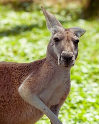 A curious kangaroo stands in a lush green environment, turning its head to the side, showcasing its distinctive features and attentive expression.