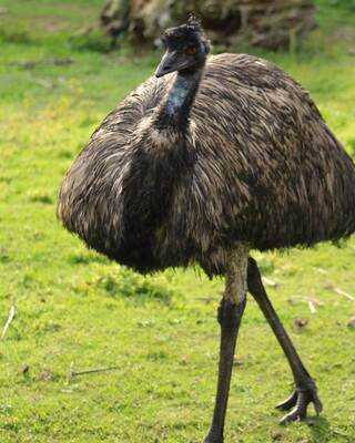 A large bird with a rounded body and long legs walks across grassy terrain, showcasing its dark, shaggy feathers.