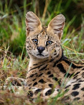 A serval lies calmly in green grass, showcasing its distinctive spotted coat and large ears, with striking blue eyes focused ahead.
