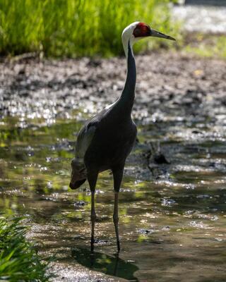 A white-naped crane stands in shallow water, showcasing a striking white body and a distinctive red-capped head amidst lush greenery.
