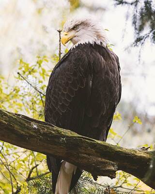 A majestic bald eagle perches on a branch, showcasing its striking white head, sharp beak, and dark feathers amidst a lush, green backdrop.