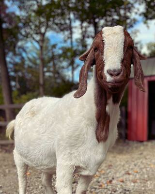 A friendly goat with a white coat and brown markings stands in a grassy area, surrounded by trees and a red barn in the background.