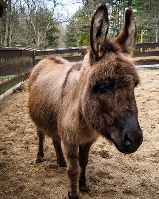 A fluffy brown donkey stands in a sandy enclosure, with its large ears perked up, surrounded by trees and wooden fencing.