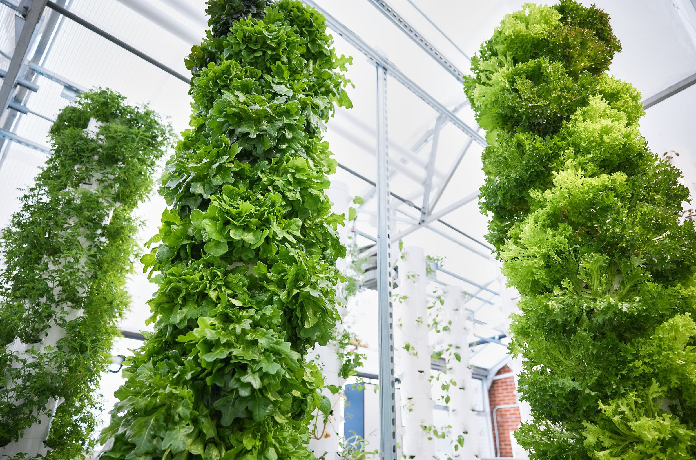 No Waste Wednesday-How We Grow Food in a Vertical Garden Using Milk Cartons  On A Fence – Building a Food Forest -Scotland, image size:2400x1588