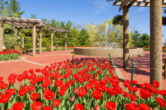 red_tulips_fountain