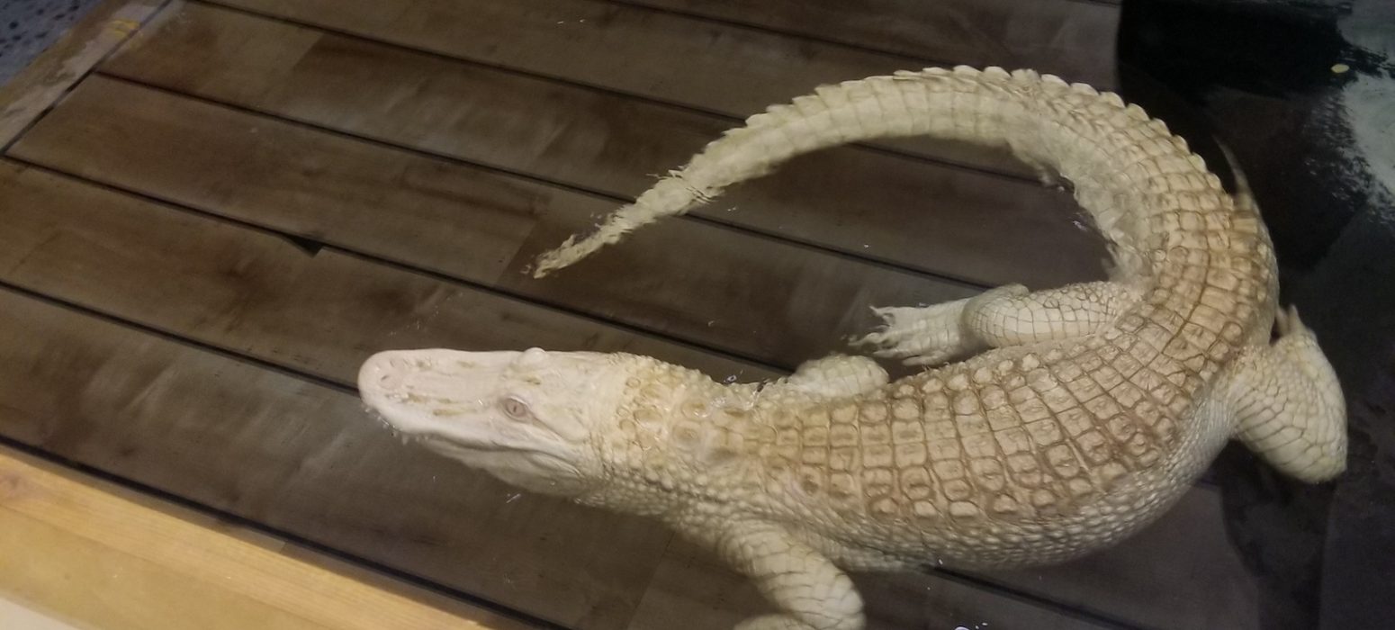 American Alligator header photo