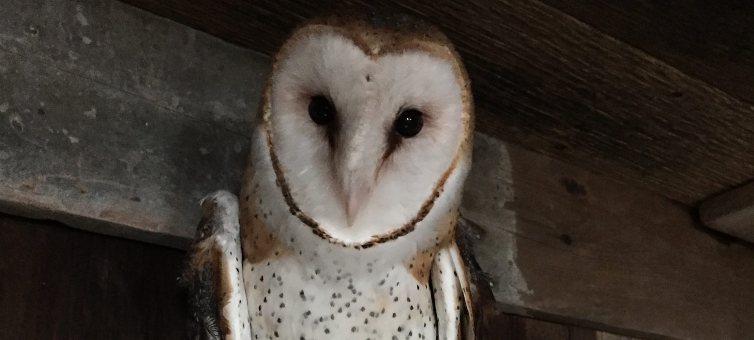 Barn Owl header photo