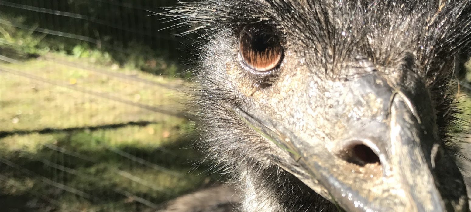 Emus header photo