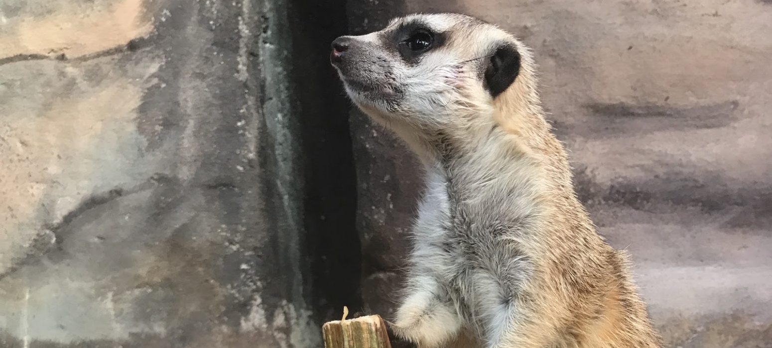 Slender-tailed Meerkats header photo