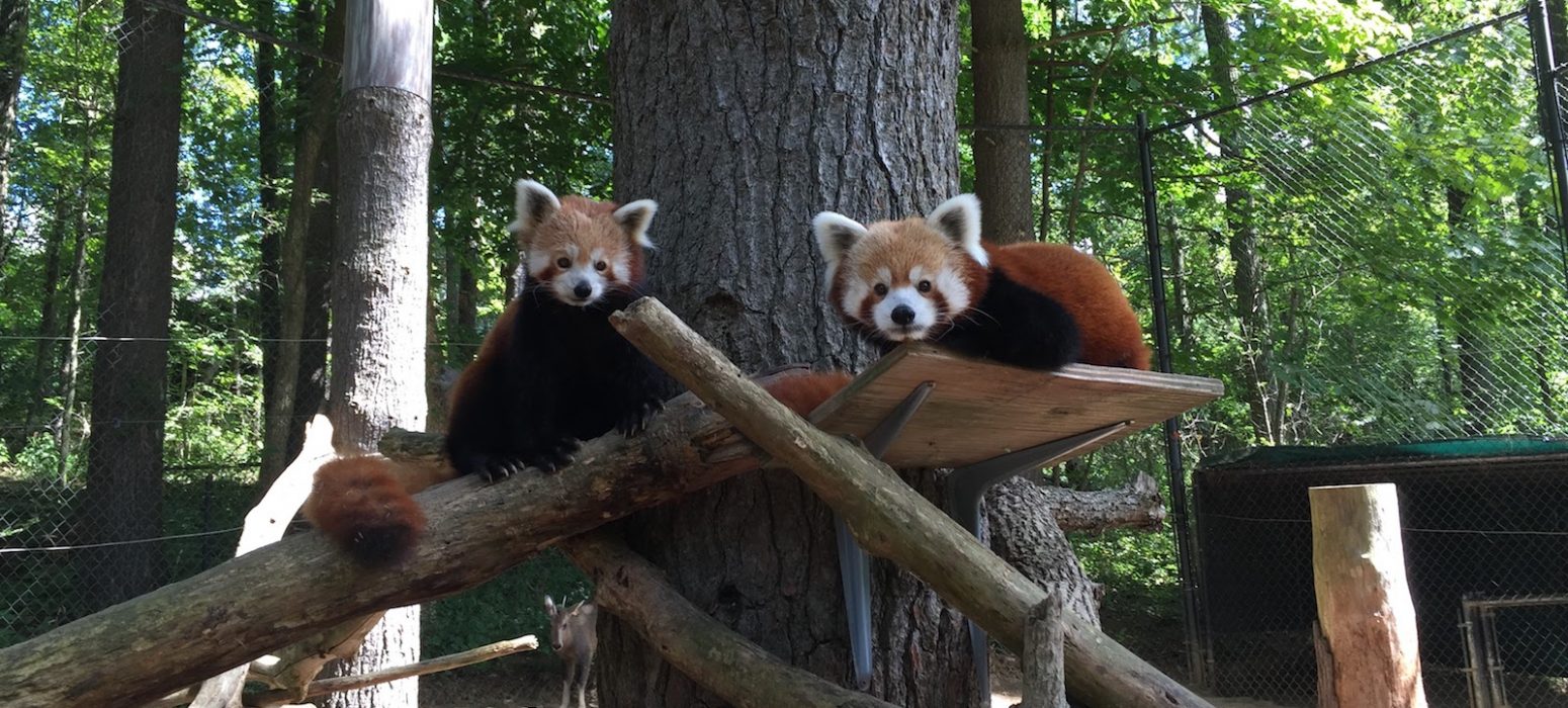 Red Pandas header photo