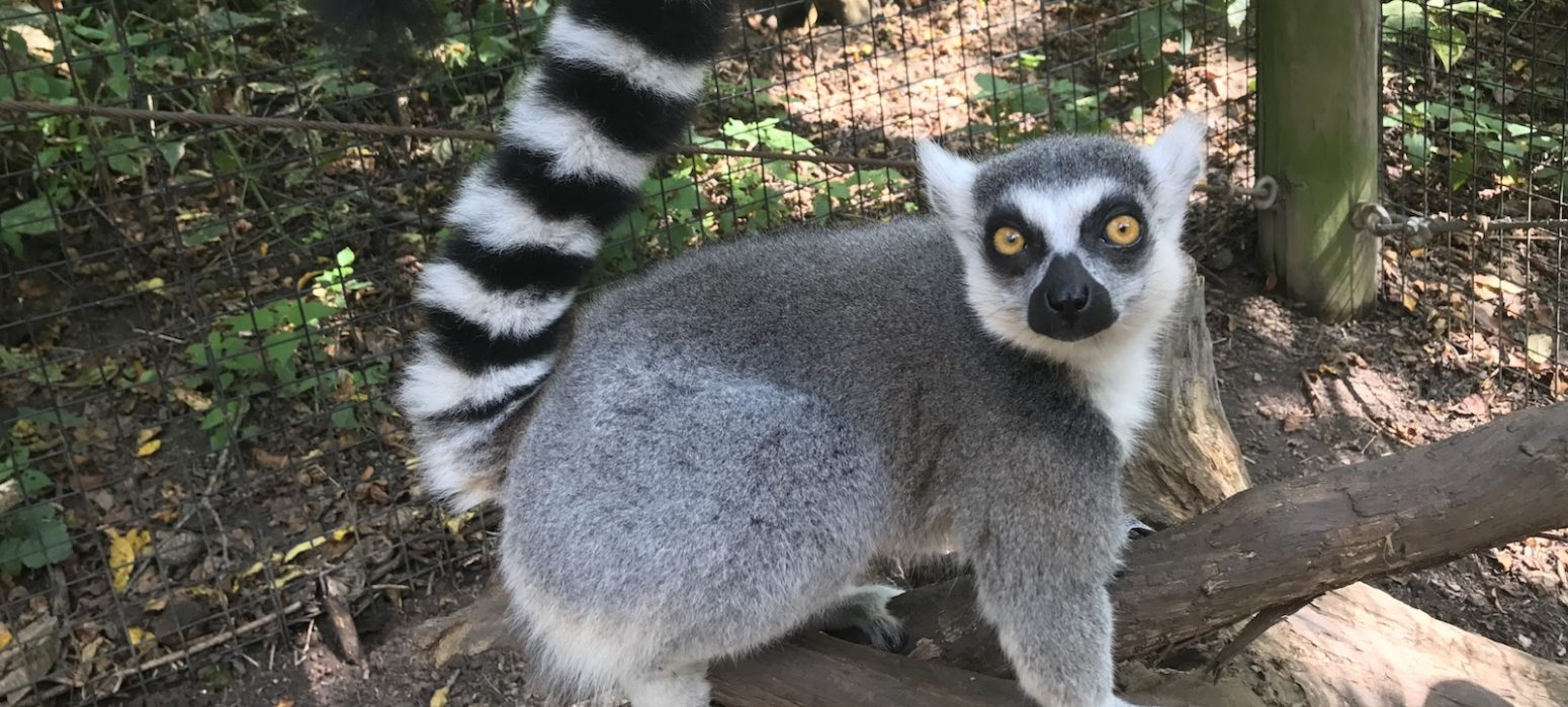 Ring-tailed Lemurs header photo