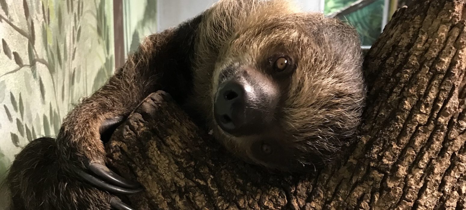 Linne’s Two-toed Sloth header photo