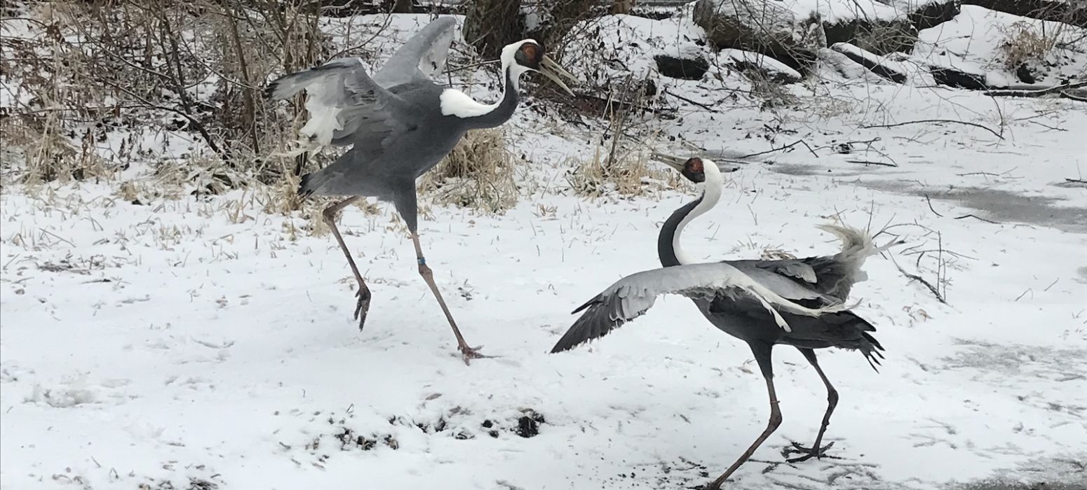 White-naped Cranes header photo