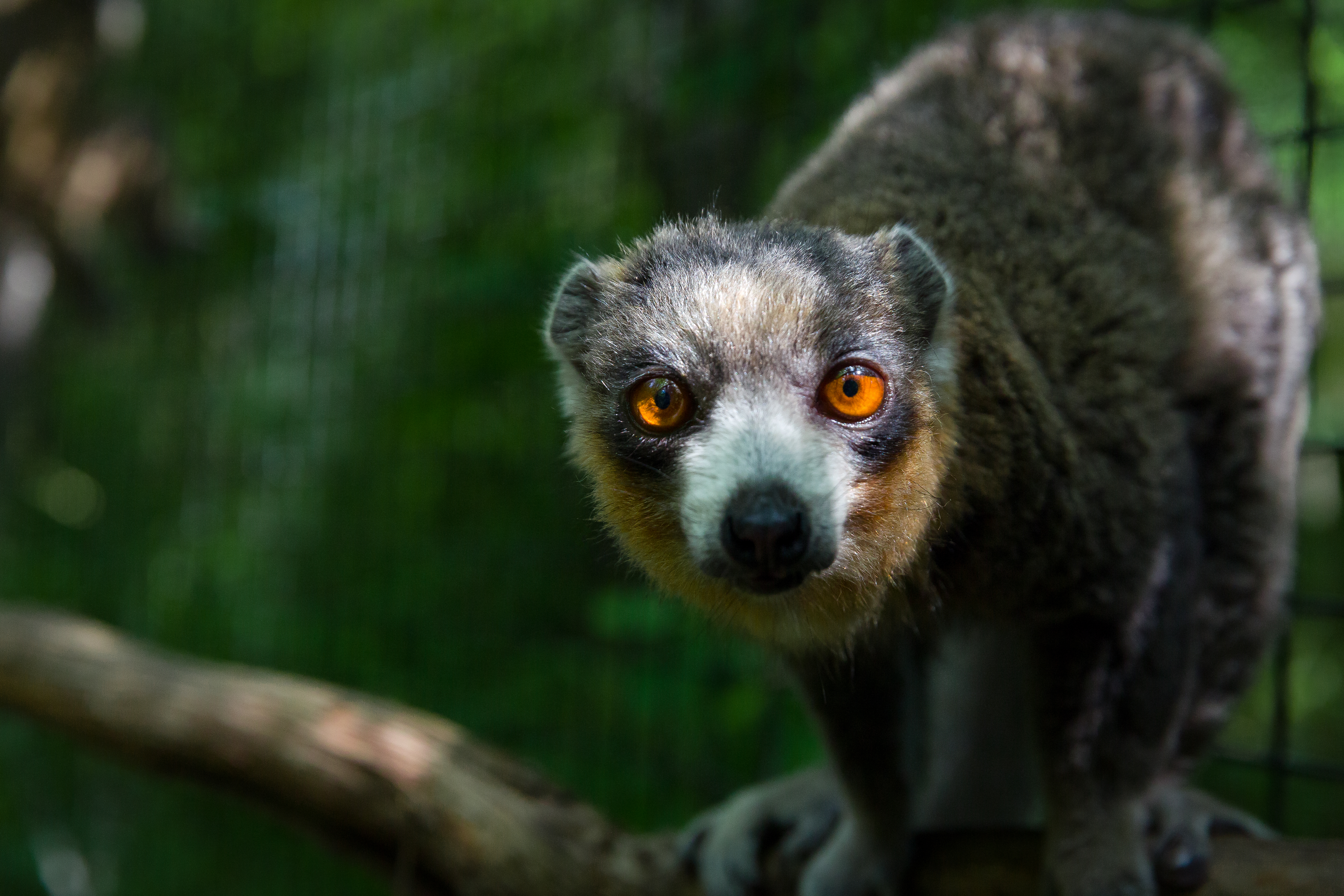 Mongoose Lemur Encounter photo