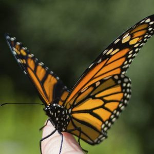 Monarch Butterfly Conservation photo